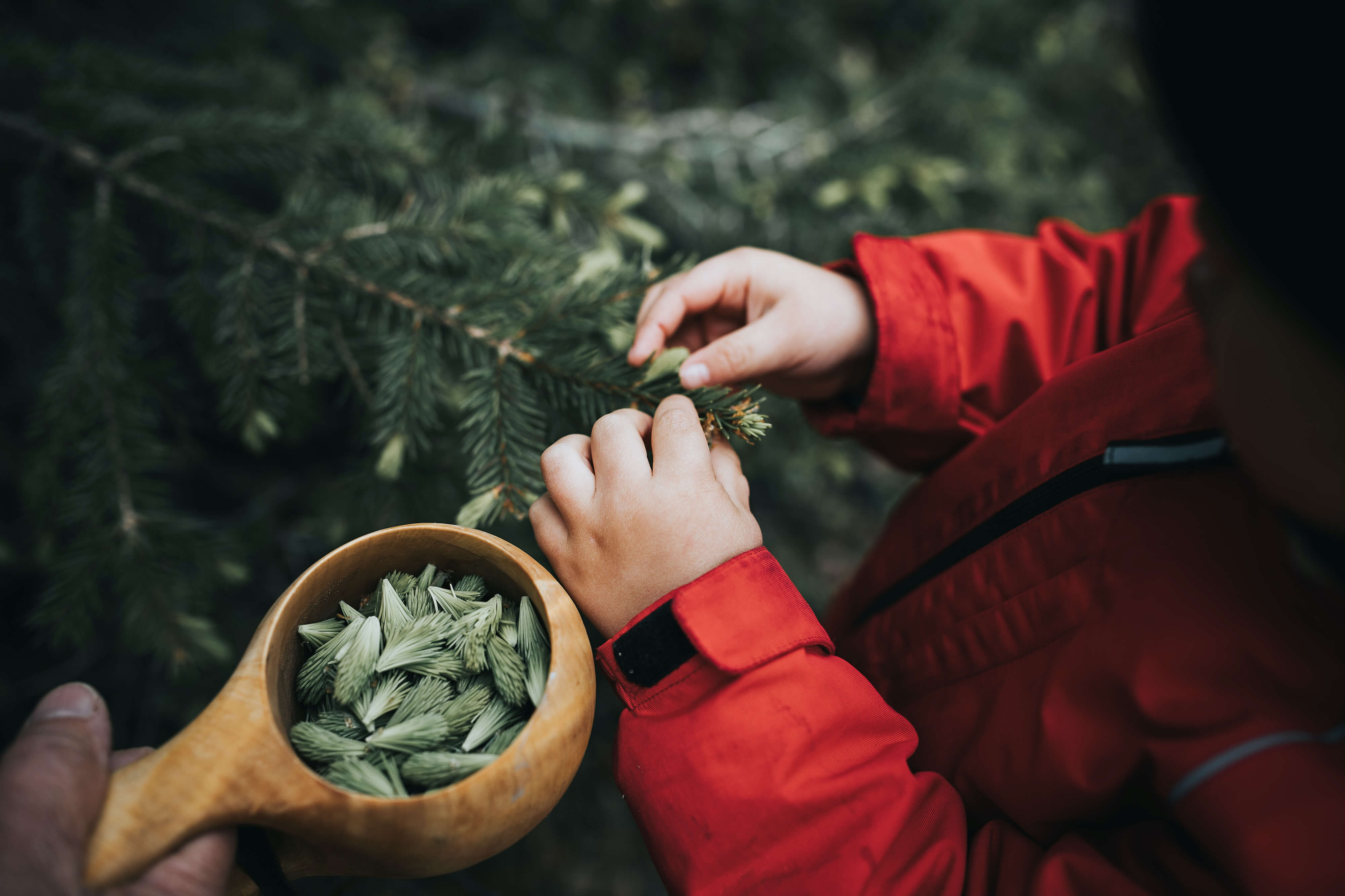 Young tips of a spruce tree being collected to a guksi